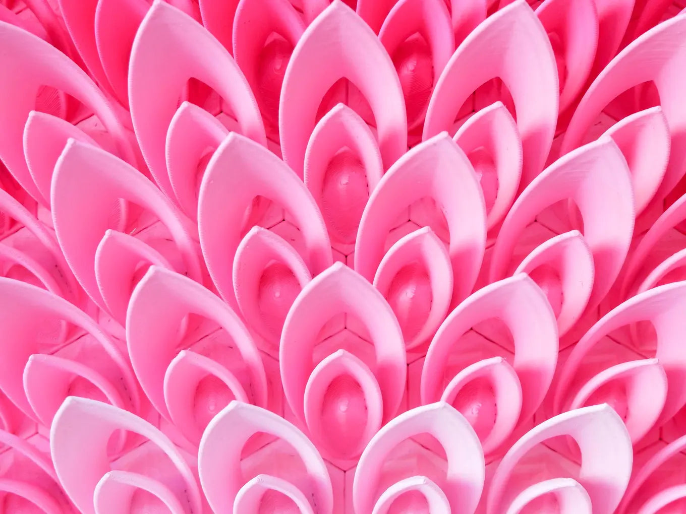 Flourshing Lotus