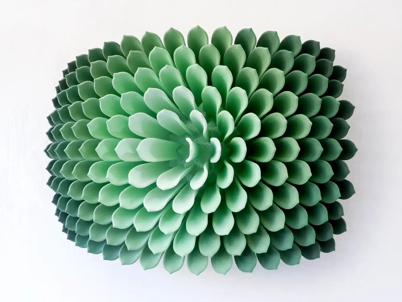 Succulent